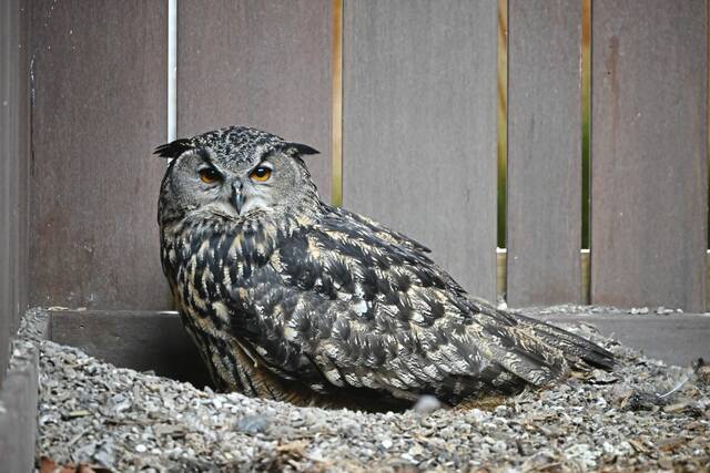 9180945_web1_part-aviaryjanmike3-011226