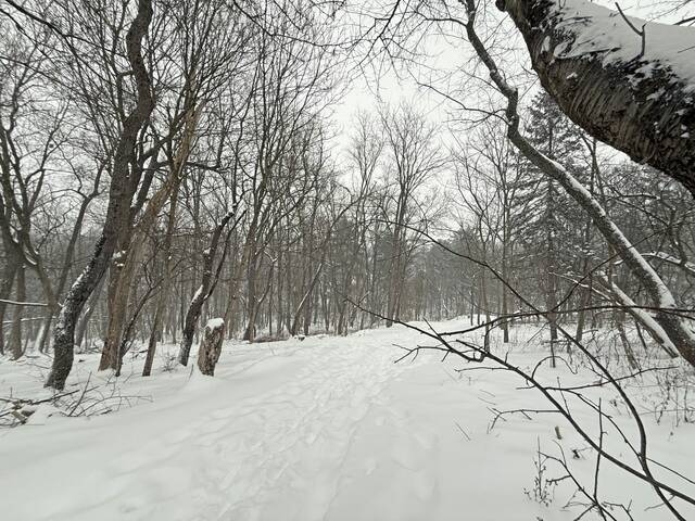 9182136_web1_ptr-snowsilver-002