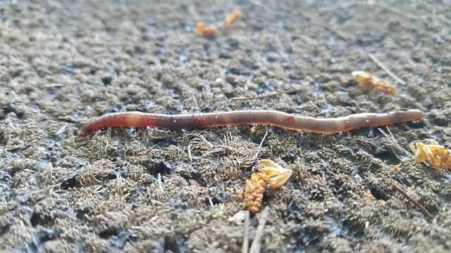 Asian jumping worm threatens U.S. forests