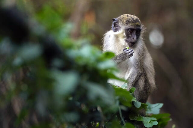 Monkeys are on the loose in St. Louis and AI is complicating efforts to capture them
