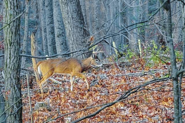 Pennsylvania deer hunting opener stays Saturday after Thanksgiving — ‘for now’