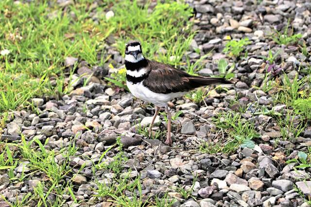 Audubon closes 2 nature stores, expands programs at Buffalo Creek, Succop, Beechwood Farms