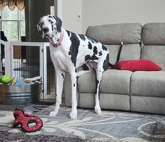Pittsburgh natives own world’s tallest living female dog, according to Guinness, and you’ll never guess her name