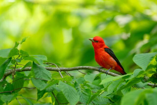 Go Laurel Highlands’ annual photo contest captures the region’s beauty