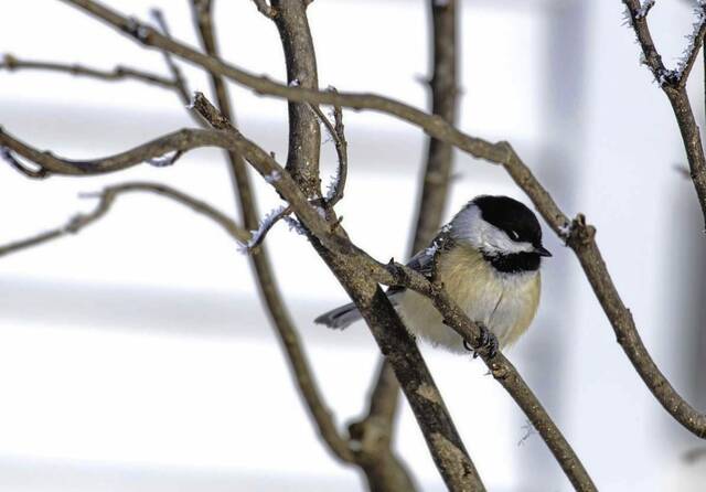 The Stroller, Feb. 4, 2026: Events in the Alle-Kiski Valley