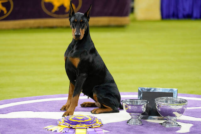 Doberman pinscher named Penny wins best in show at the 150th annual Westminster Kennel Club Dog Show
