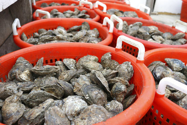 Maryland oyster season collapse prompts calls for federal disaster aid