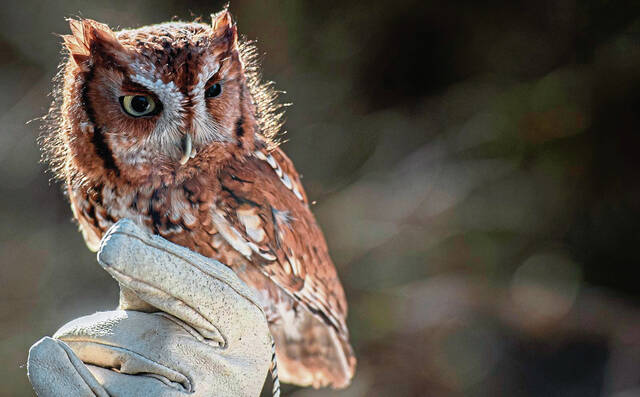 In brief: Happenings from throughout the Fox Chapel area