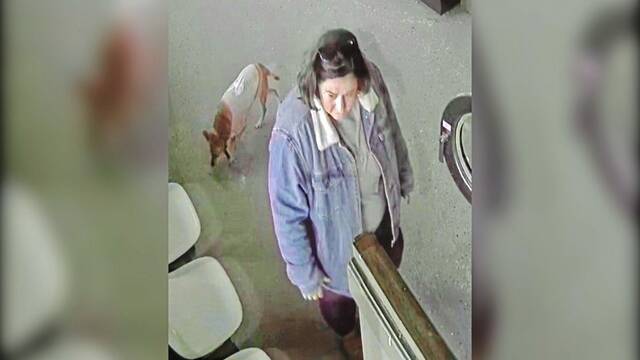 Police say woman took resident cat from laundry area of KOA Campground in Sewickley Township