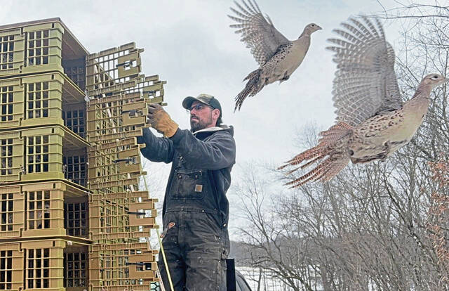 Game commission releases ‘bonus’ pheasants across southwestern Pennsylvania