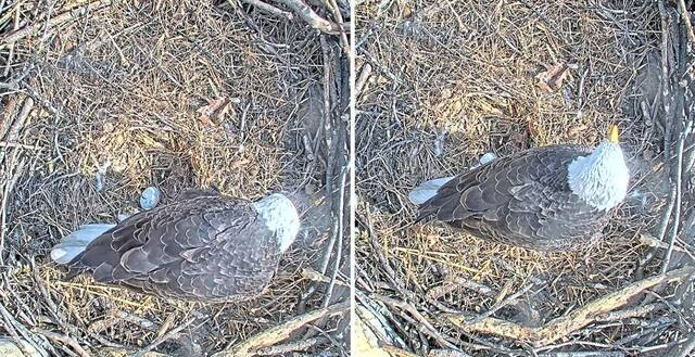 Bald eagles near U.S. Steel plant welcome 1st egg of season