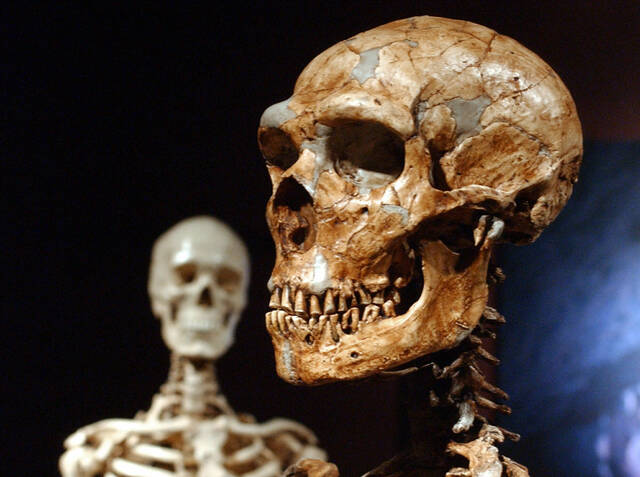 Ancient coupling may have happened more between human females and Neanderthal males