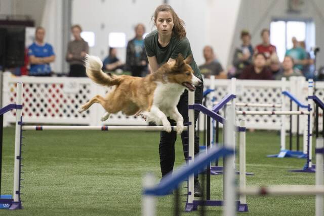 From weave poles to world stage: Agility dogs vie in Latrobe for European Open