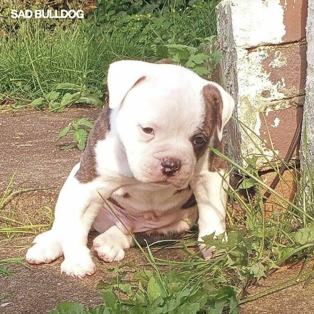 9300790_web1_ptr-sadbulldog-030126 9300790_web1_ptr-sadbulldog-030126