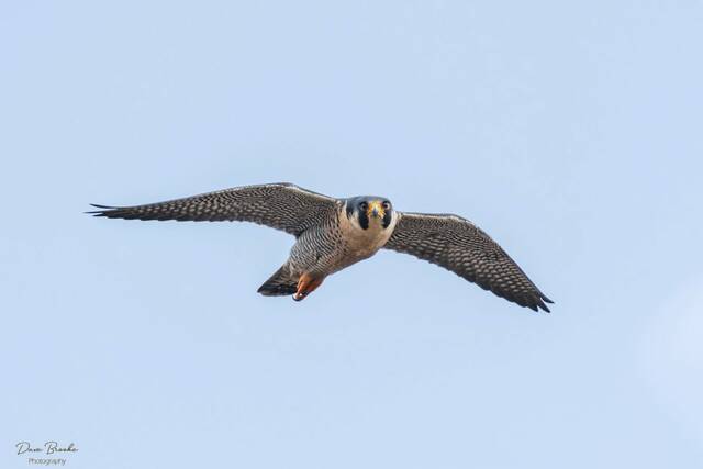 Peregrine Falcons to be protected during Tarentum Bridge construction project