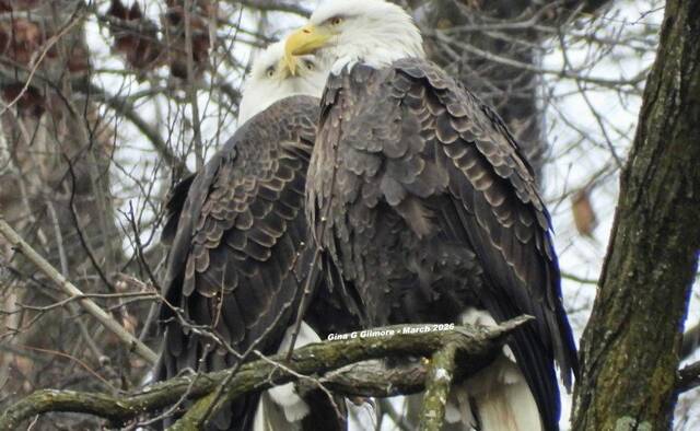 Harmar bald eagles believed to have a new egg