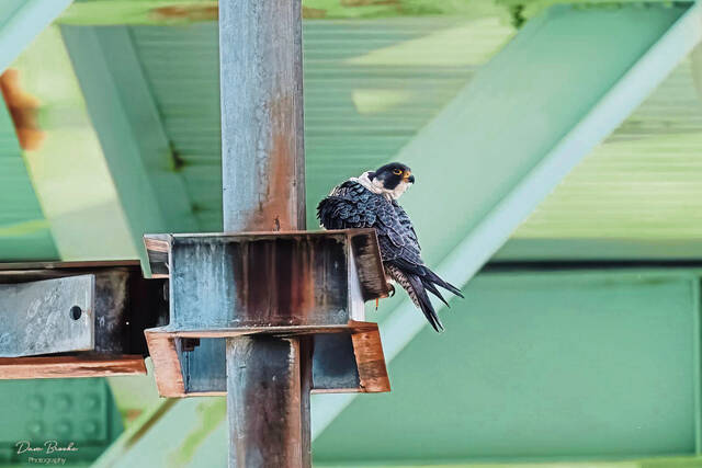 Laurels & lances: Raptors & rodents