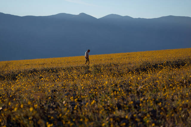 Wildflowers are blooming in the driest place in North America — but not for long