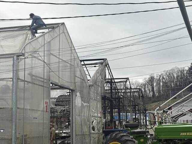 380 Auction back to business following fire in greenhouses