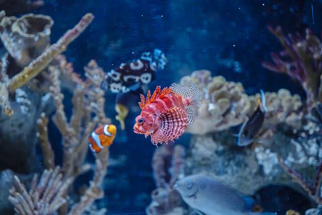 Pittsburgh Zoo explores an aquarium on the North Shore