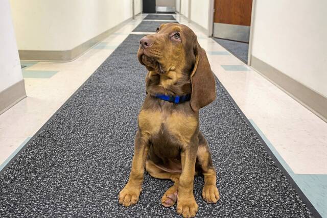 Greensburg Bloodhound Team adds new member