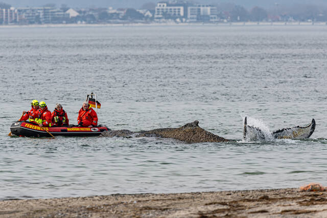 Rescuers try to refloat a stranded humpback whale in Germany’s Baltic Sea