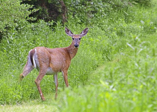 Pennsylvania deer season opener: Bill introduced for return to Monday tradition