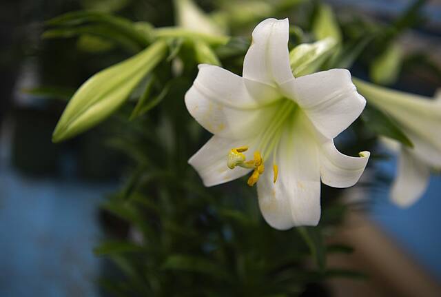 Holy week schedules, support groups and more at Sewickley area churches