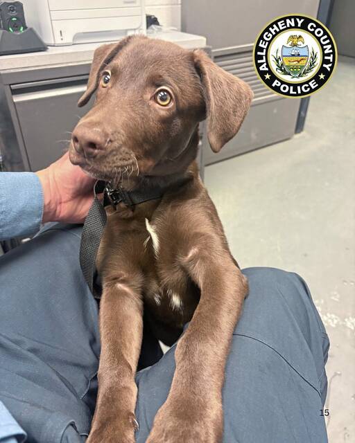 What will happen to the puppy abandoned at Pittsburgh International Airport?