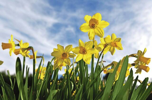 Alle-Kiski Senior Citizen News: March 28, 2026