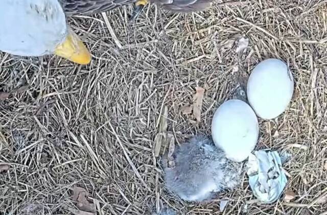 First of 3 eggs hatches at U.S. Steel bald eagle nest