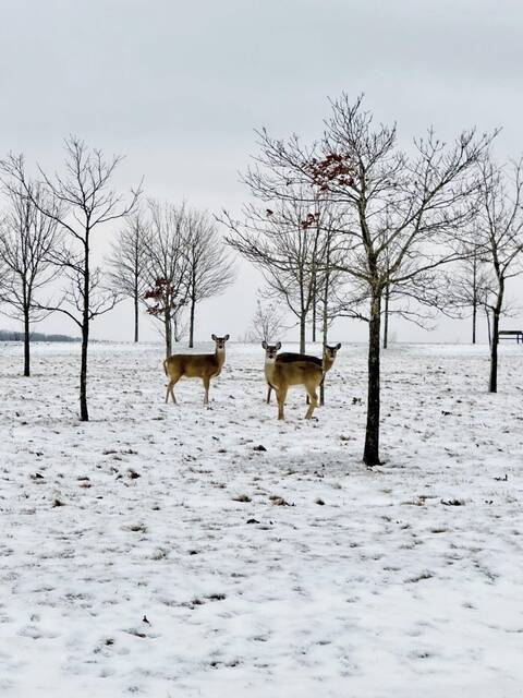 Input sought on plan to reduce deer population at national park sites