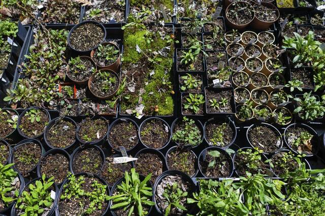 $15K gift from Garden Club of Allegheny County to help grow native plant center at Beechwood Farms