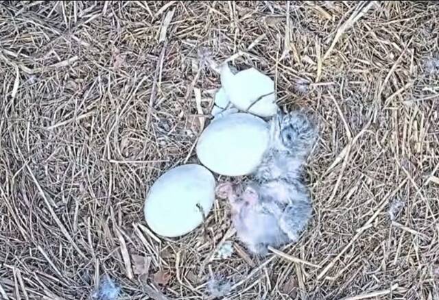 2-week-old eaglet undergoes surgery after ingesting fish hook