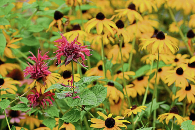 State conservation officials plan to distribute ‘pocket meadow kits’ to foster native plants