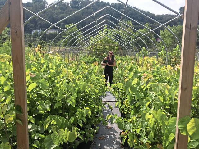 Volunteer opportunities can make every day ‘Earth Day’