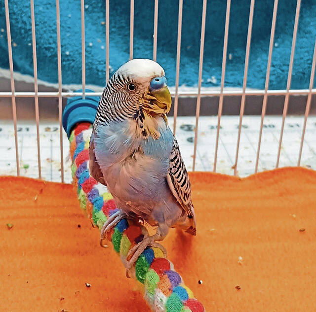 Hempfield man sentenced for bringing injured parakeet into Greensburg bar