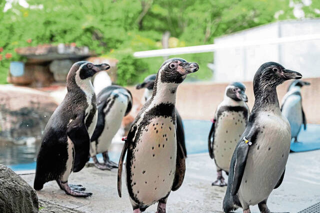 Here are 5 things to do in Pittsburgh this weekend: April 24-26