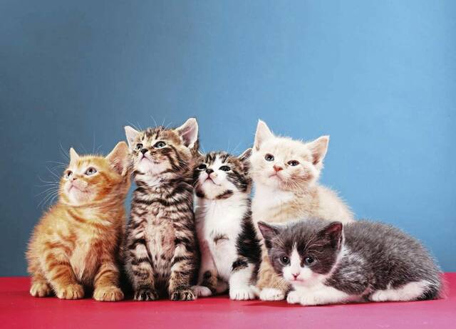 The Stroller, April 27, 2026: Events in the Alle-Kiski Valley