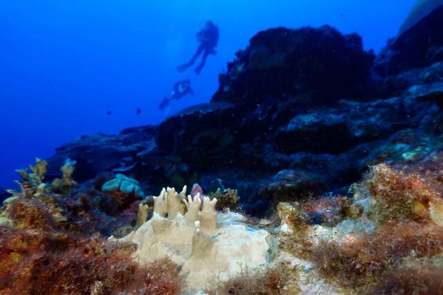 Most sunscreens harm corals. Here’s what you can do