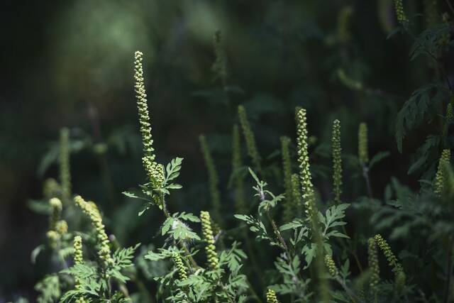 New treatments on the horizon for those suffering from seasonal allergies in Western Pennsylvania