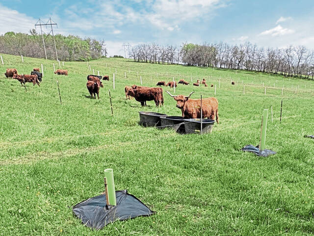 Collaboration aims to brings shade, soil improvement, better grazing to Mt. Pleasant Township farm