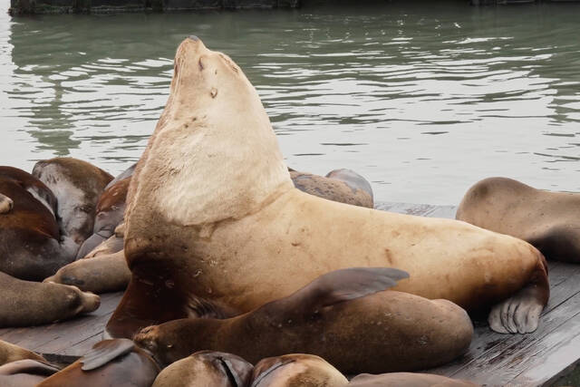 Chonkers the sea lion draws crowds to San Francisco’s Pier 39