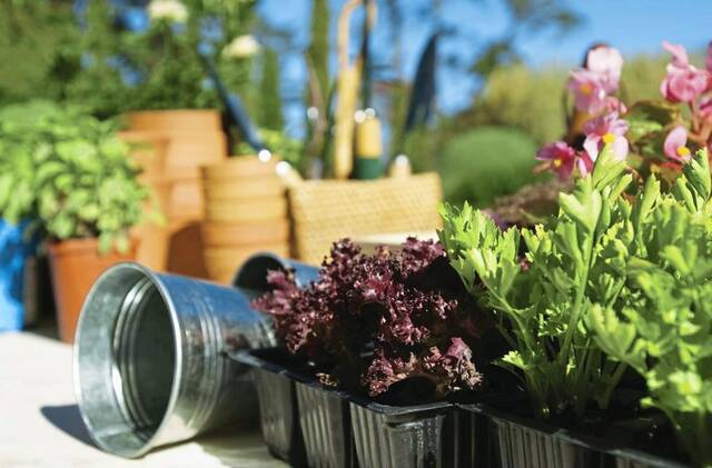 Westmoreland happenings: Plant sale, diaper collection, blood drive, more