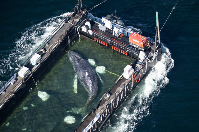 Humpback whale ‘Timmy’ released in the North Sea after weeks stranded off Germany