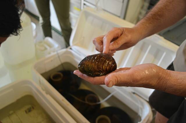 
			
				                                Biologist Beth Glidewell points to the intricate details of a sheepnose mussels periostracum, the outermost layer of the shell where growth rings are found. The ridges on the shell are used to help identify different species. (Courtesy of U.S. Fish and Wildlife Services)

			
		