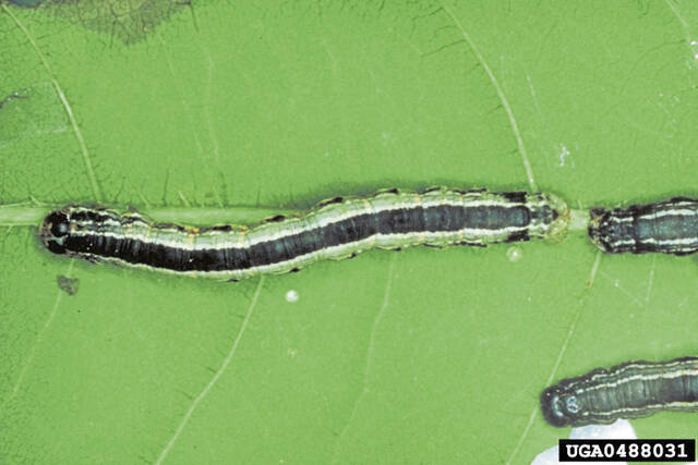DCNR to spray thousands of acres in Forbes State Forest to combat fall cankerworms