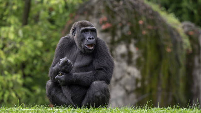 Pittsburgh Zoo to trade gorillas with Boston’s Franklin Park Zoo