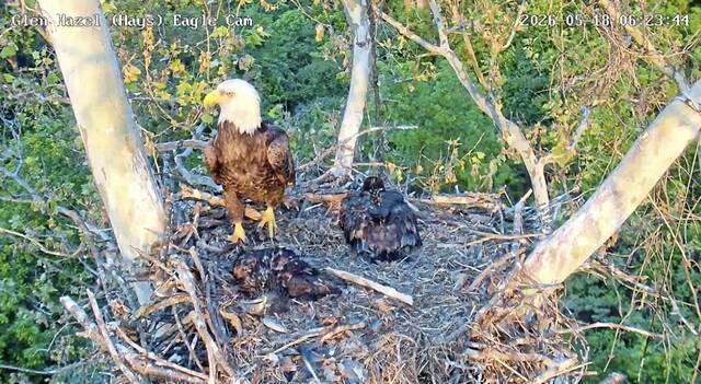 Glen Hazel eaglet dies following signs of illness