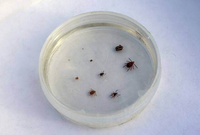 Dog ticks (top row), deer ticks (middle) and Asian longhorned ticks are shown in various stages. (Kristina Serafini | TribLive)